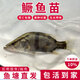 正宗鱖魚(yú)苗桂花魚(yú)苗桂魚(yú)苗淡水養殖食用活體翹嘴貴魚(yú)苗班鱖魚(yú)苗小魚(yú)苗兇猛包郵 鱖魚(yú)苗3-4cm200條 送10%