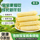 京地達(dá)云南拇指玉米嬰兒西雙版納A級(jí)小玉米凈重2斤單棒70g+源頭直發(fā)包郵