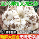 薯小萌【順豐包郵】2025宜興百合新鮮卷丹微苦鮮土特產(chǎn)食用煲湯鮮百合 精選鮮百合2斤5頭