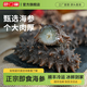 頤口福大連鮮食海參野生底播9A國產(chǎn)海參禮盒順豐包郵海鮮水產(chǎn)禮盒禮品 即食海參500g  (18-22只/斤）