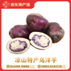 四川特產(chǎn)大涼山烏洋芋會(huì )東七彩土豆川西高原特產(chǎn)新鮮土豆現挖現發(fā) 9斤裝（統果）