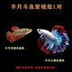 泰國斗魚婚紗仙女款半月純白超美母魚網紅寵物淡水小型熱帶觀賞魚 A級精品彩色一公一母-繁殖組+葉