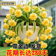 金邊大花香水吊蘭四季開花型新手好養(yǎng)護(hù)耐寒耐熱花卉綠植盆栽花苗 黃色【濃香驅(qū)蚊+帶金邊】 可開88+帶金邊【12顆苗】開花爆滿+肥