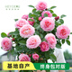 海蒂的花園旗艦店月季花苗花卉盆栽果汁陽(yáng)臺小苗爬藤植物帶花苞 海神王陽(yáng)臺15cm盆 含盆