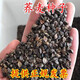 笑春風(fēng)蕎麥種子 別稱甜蕎、烏麥、三角麥、花蕎、蕎子 陽臺 甜蕎麥【1斤裝】今年新種