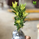海島四季紅芽羅漢松盆景紫金鉆太子妃鮮卉盆栽菊花心樹(shù)苗發(fā)財(cái)植物 黃金松黃金鉆15公分高1棵 大杯苗 不含盆