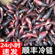 農(nóng)大姐妹 【順豐冷鏈】陽(yáng)荷姜 新鮮陽(yáng)荷 新鮮野菜洋河姜 陽(yáng)霍嫩姜產(chǎn)地直發(fā) 2斤