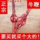 北京同仁堂原料牛鞭整根一整套曬干干牛鞭黃牛鞭干貨帶蛋泡酒料正宗泡酒煲湯 50-60克牛鞭(送鮮人參)