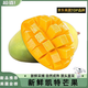 閩農語(yǔ)果四川攀枝花凱特芒果當季新鮮水果時(shí)令芒果現摘青皮凱特芒果 凈重4.5斤 | 單果140g+ 【新鮮芒果】