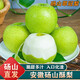 南步安徽碭山梨翠冠梨【順豐可選】青皮蜜梨酥脆皇冠梨子雪梨新鮮水果 3斤 精選中大果【約4-6個(gè)】普快