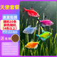 天使魚大號(hào)觀賞魚熱帶魚群游七彩紅天使紫天使檸檬黃淡水好養(yǎng)耐活 2.5-3cm隨機(jī)10條【4色以上】