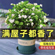 茉莉花盆栽 · 濃香型花卉盆栽室內(nèi)綠植鮮花客廳陽臺辦公室綠植 【花苞飽滿】茉莉10~12棵+加侖盆 濃香型