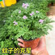 御春閣驅蚊草 室內滅蟲殺 蚊子香 草驅蚊子綠植花卉香葉天竺葵盆栽地栽 小苗