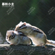 暮秋小主2025頭窩家養松鼠活物幼崽寵物雪地黃山金花松鼠活物魔王松鼠活體 金花松鼠繁殖組（1公1母）