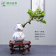 潮裕盆景真正小葉紫檀盆景室內(nèi)客廳陽(yáng)臺(tái)庭院綠植老樁樹(shù)四季常青吸甲醛好養(yǎng) 小葉紫檀盆景122 帶盆栽好