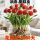新品水培玫瑰草花苗濃香重瓣大花四季開(kāi)花宿根種植懶人好種驅蚊蟲(chóng) 喜慶紅【濃香驅蚊蟲(chóng)+水培土培】 花期280天【6顆玫瑰根苗】開(kāi)花爆滿(mǎn)