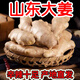 山東大姜5斤生姜風(fēng)干姜姜塊月子姜現(xiàn)挖鮮姜老黃姜新鮮蔬菜 專享裝 5斤