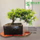 潮裕盆景高端羅漢松造型地景樹室內(nèi)植物庭院迎客松真樹老樁客廳辦公室盆景 精品羅漢松1 帶盆栽好