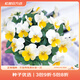 虹越萌吖吖花卉種子 風(fēng)鈴草勿忘我滿天星福祿考角堇等庭院花卉種子 角堇  花力 乳黃唇