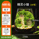 苔蘚微景觀創(chuàng)意桌面微觀造景植物擺件禮物減壓綠植生態(tài)瓶diy材料 精靈小鎮(zhèn)-材料包-瓶子+素材+工具