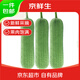 京鮮生 臺(tái)灣短棒肉絲瓜 3斤裝 新鮮蔬菜 源頭直發(fā)