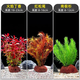 FKSC魚(yú)缸水草植物直接入缸天然火山石真草造景擺件新手陰性草凈水綠植 火焰丁香+紅松尾+南極杉