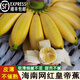 鑫果滋【順豐】海南皇帝蕉 網(wǎng)紅水果帝王小香蕉新鮮小米焦 3斤 順豐
