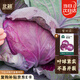 北蔬 紫甘藍種子苗結(jié)球耐裂紫色包菜卷心菜蔬菜種籽 紫甘藍種子100粒
