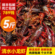 鮮活小龍蝦 湖北潛江清水龍蝦789錢五斤大蝦超大順豐包郵干凈免刷 [5斤]345錢中號鮮活小龍蝦(2.5kg