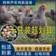 正宗一斤多黑蘆花雞苗半大汶上蘆花雞脫溫苗散養(yǎng)土雞苗小雞活苗 4-5兩的黑蘆花  10只【3公7母】