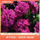虹越進(jìn)口矮牽牛種子 萌吖吖系列花園陽(yáng)臺易種可垂吊花卉種子 重瓣矮牽牛 雙瀑布酒紅色