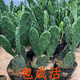 御春閣盆栽仙人掌苗 觀(guān)賞盆栽型 室內盆栽花卉 可嫁接植物 帶根發(fā)貨 一顆3片帶根