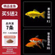瘋狂水草（FKSC）金魚(yú)活魚(yú)苗觀(guān)賞魚(yú)魚(yú)缸小金魚(yú)淡水好養耐活冷水蘭壽錦鯉小型草金魚(yú) 【黃金錦鯉+草金】5-7cm混搭共7條