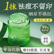 ORGINESEB5蘆薈膠修復(fù)皮膚曬后凝膠保濕補(bǔ)水祛痘淡化痘印滋潤嫩膚兒童面霜 【曬后急救】保濕修護(hù) 100g