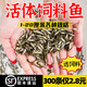 喂烏龜飼料魚小魚活體養(yǎng)殖活魚龍魚活食飼料淡水魚苗草魚苗鯽魚苗 飼料魚活魚1-2厘米50條送10%防損