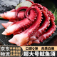 脆口章魚足特大號(hào)魷魚須新鮮冷凍魷魚須燒烤魷魚足 500g /包  500g(凈重)  3包