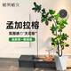 植男植女網(wǎng)紅孟加拉榕盆栽客廳綠植室內大型高山榕樹(shù)落地真旺宅樹(shù)源頭直發(fā)