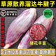 【順豐包郵】新鮮牛腱子原切生鮮牛肉腱子現(xiàn)殺牛腱肉食品食材 【甄選】牛腱5斤