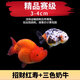 瘋狂水草蘭壽金魚(yú)冷水觀賞魚(yú)苗金魚(yú)活魚(yú)淡水好養(yǎng)耐活小金魚(yú)奶牛招財(cái)寵物魚(yú) 【3-4cm】招財(cái)紅壽+三色奶花