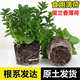 兮月薄荷盆栽四季易種清香驅蚊蟲(chóng)清晰空氣可食用薄荷室內陽(yáng)臺盆栽綠植 【薄荷小苗1盆】無(wú)盆
