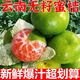 云南青皮蜜桔酸甜薄皮橘子3斤新鮮無籽蜜橘早熟酸甜當季孕婦水果R 頭茬:凈重3斤大果 約9-18個