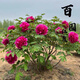 牡丹花苗大苗耐寒耐熱好養(yǎng)活牡丹帶花苞老樁樹苗庭院地栽觀賞牡丹 10年老樁牡丹【百元紅霞】帶土球