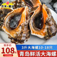 海宏盈【活鮮】 青島大海螺鮮活 1500g 海鮮貝類生鮮 大規(guī)格共13-18只 1500g