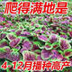 割完又長(zhǎng)紅圓葉莧菜種子大葉四季播大圓葉莧蔬菜籽陽(yáng)臺(tái)盆栽野菜籽 紅圓葉莧菜種子1包約3000粒+肥