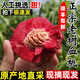 儲褚正宗河南血桃 新鮮桃子 時令雪桃脆桃大果 新鮮水果順豐包郵 精選血桃5斤裝【大果80g-100g】