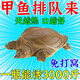 甲魚狂提釣甲魚專用誘食劑魚餌添加劑高濃度野釣正品王八釣魚餌料 一瓶