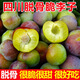四川李子新鮮水果脫骨李子現貨茵紅李當季脆甜半邊紅整箱 5斤 特大果