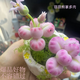 MPPMCK熊掌多肉植物熊童子【錦】網(wǎng)紅新款迷你小多肉陽臺桌面小盆栽室內(nèi) 高品質(zhì)-粉熊-12-15葉  后期變色 不含盆