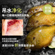 陽(yáng)湖吾味新鮮無(wú)抗吊水太陽(yáng)魚(yú)無(wú)腥味肉質(zhì)鮮刺少去鱗去腮去內臟現殺現發(fā)順豐 3條吊水無(wú)抗太陽(yáng)魚(yú)（>1斤）