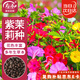 壽禾 紫茉莉花種子苗混色家庭四季種植花籽 紫茉莉種子混色25g約330粒